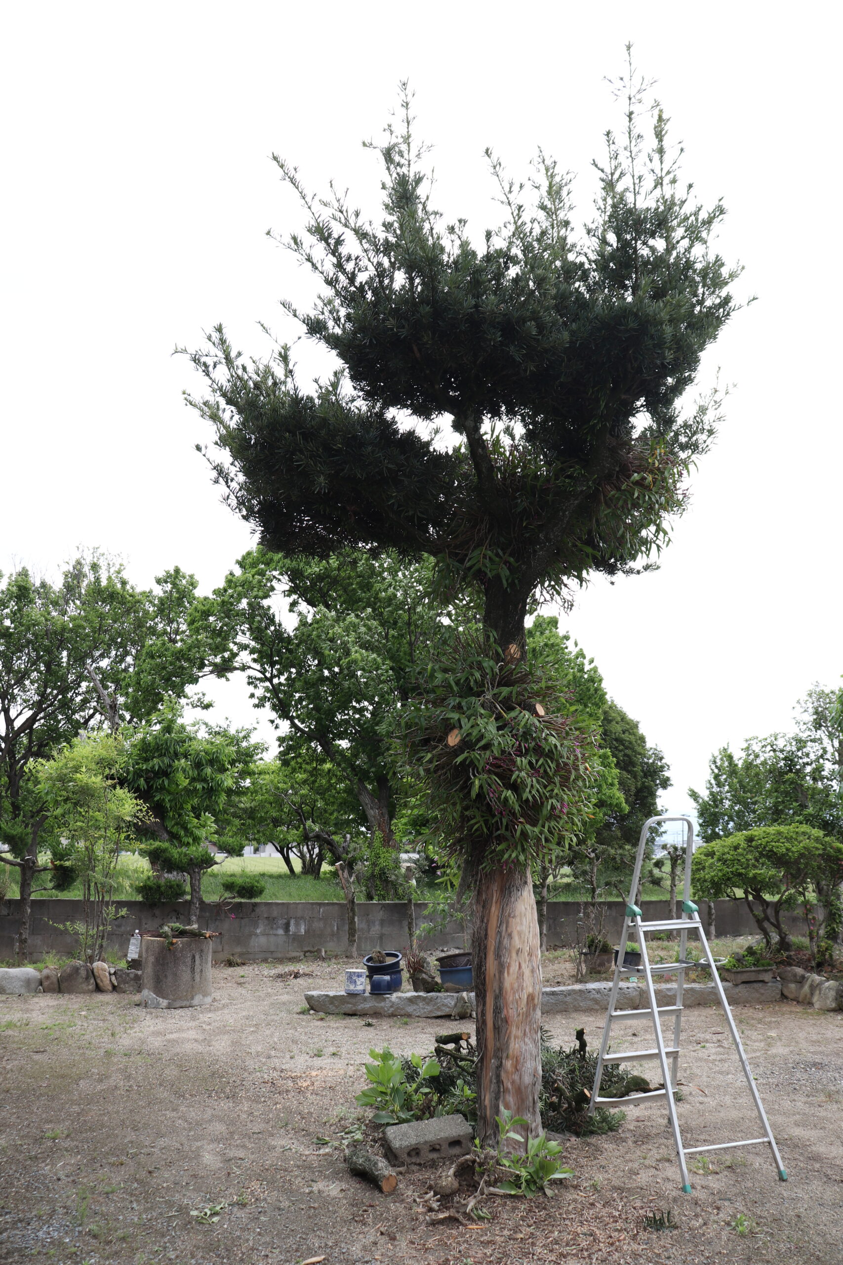 佐賀市の解体工事・解体業者なら創業24年の井手解体実業 | 【佐賀市で庭石や庭木の処分に困ったら？解体工事と一緒にスッキリ解決する方法と費用を解説✨】
